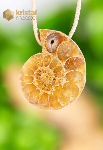 Ammoniet Hanger, doorboord - nr. 1